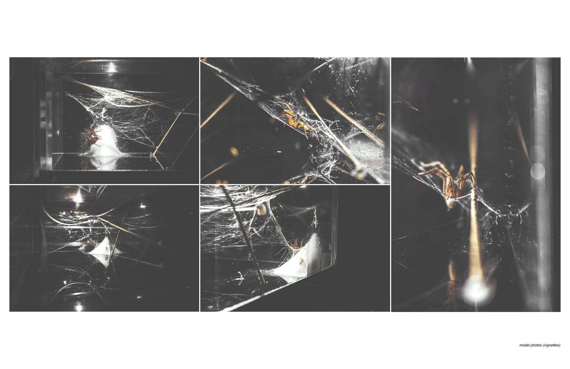 vignettes